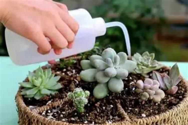 多肉服盆后多久可以施肥(新种的多肉怎么施肥长得好)