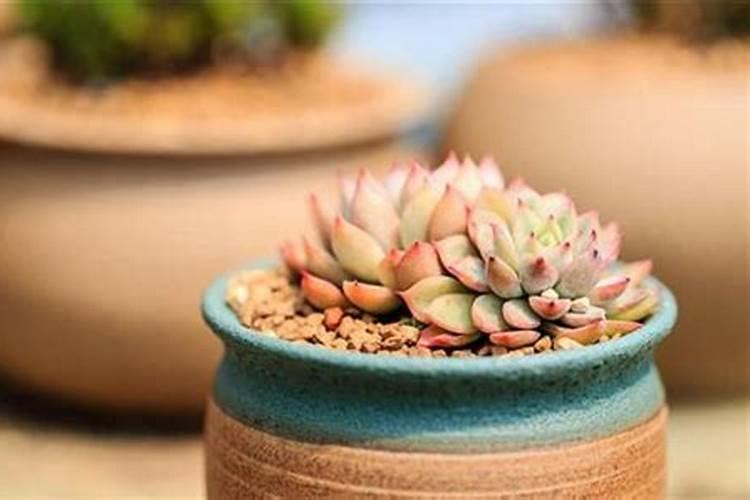 多肉上盆后多久可以施肥