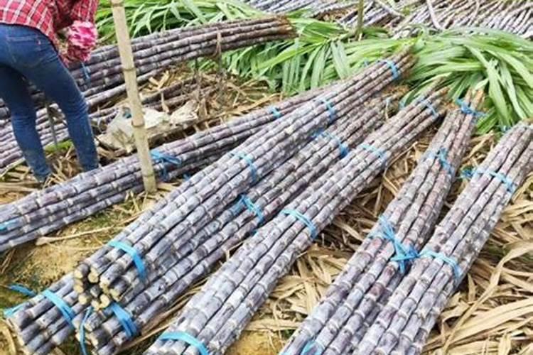 山地、粘土地种玉米 、花生用什么肥好？