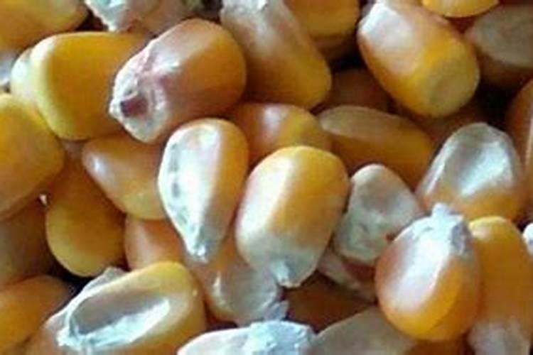 玉米用什么叶面肥效果好？