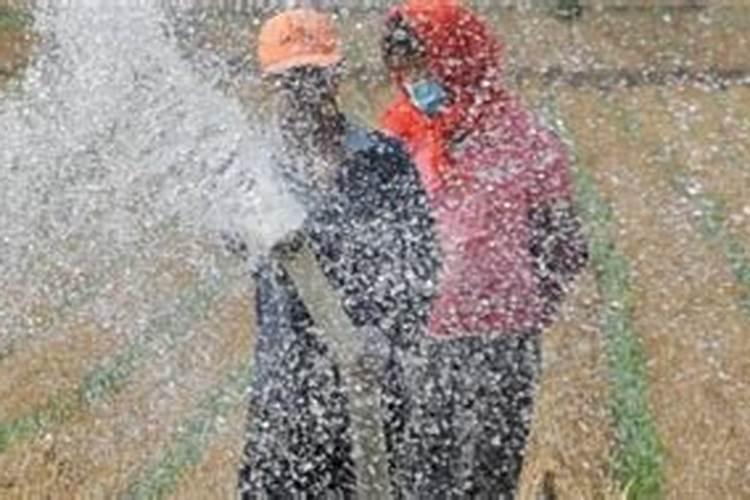 哦黄豆秧能吃尿素吗