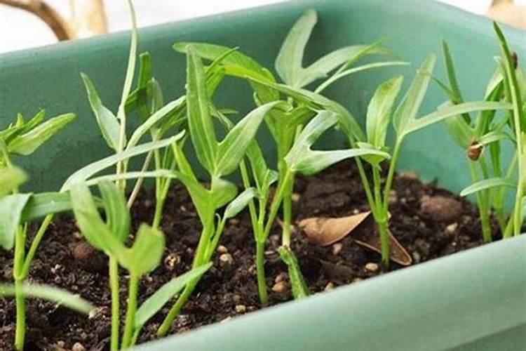 盆栽复合肥多久施一次