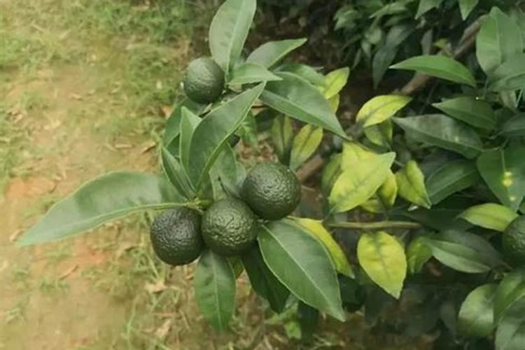 柑橘膨大期喷什么叶面肥结果多？座果期怎么用肥料？冲施什么肥