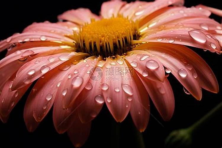 月季花的施肥方法及使什么肥