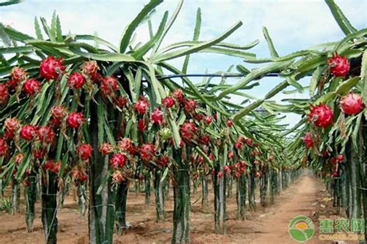 盆栽火龙果冬季怎样管理,怕冻吗