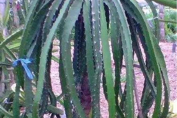 火龙果树冬季施肥方法 冬季火龙果怎么施肥