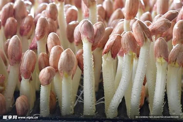 石硫合剂在柑橘挂果期可以用吗？