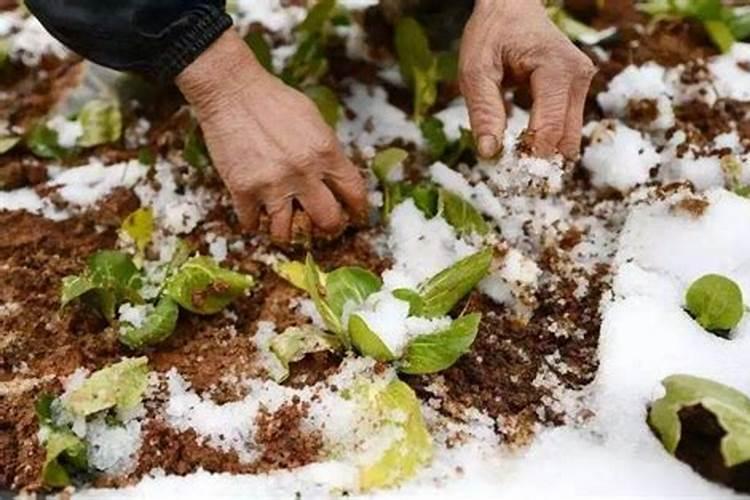 荔枝专用叶面肥什么好？