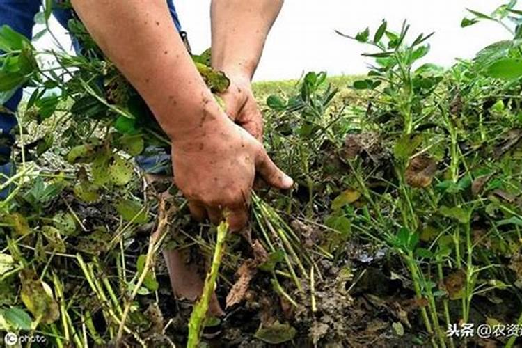 花生追施尿素,应该什么时间追施