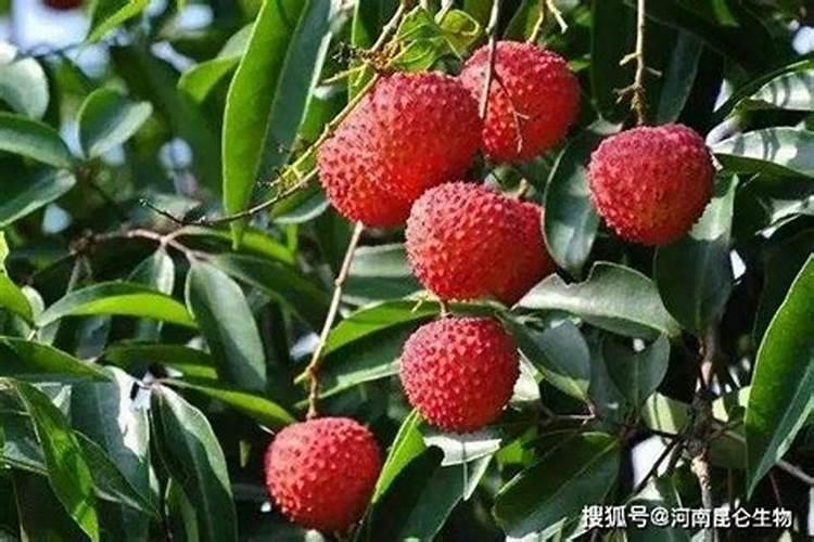 荔枝保花保果期需要施肥吗？用什么效果好