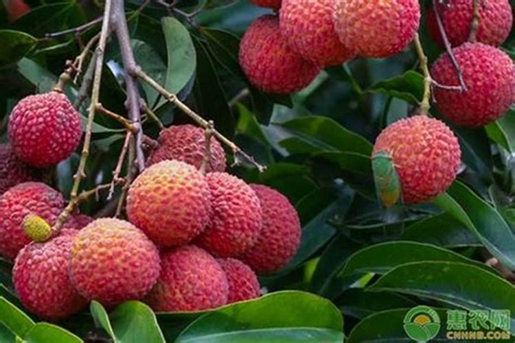 荔枝幼年结果树栽培管理技术