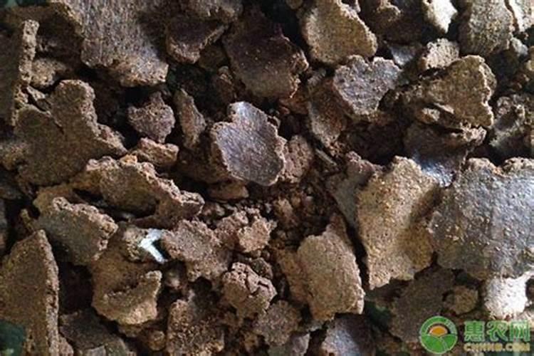 菜籽饼如何发酵成花肥最快办法