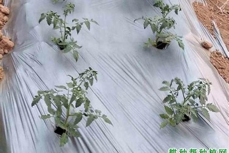 露天番茄苗定植后怎样管理？