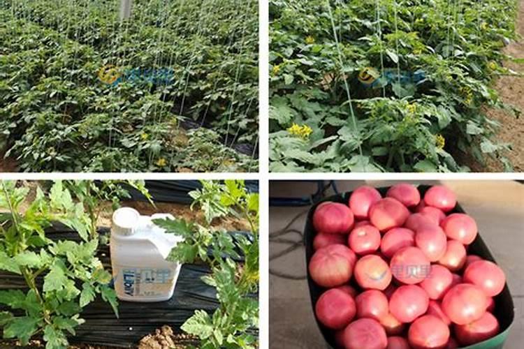 植物从土壤中吸收并运输到叶肉细胞的氮和磷主要用于合成