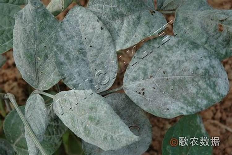 种植大豆这一粮油类作物的话使用生物有机肥做底肥得怎么用量？