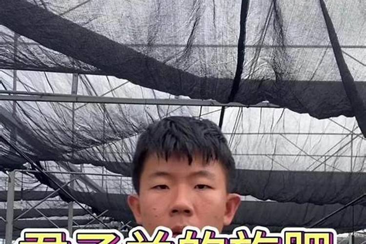 君子兰需要什么肥料