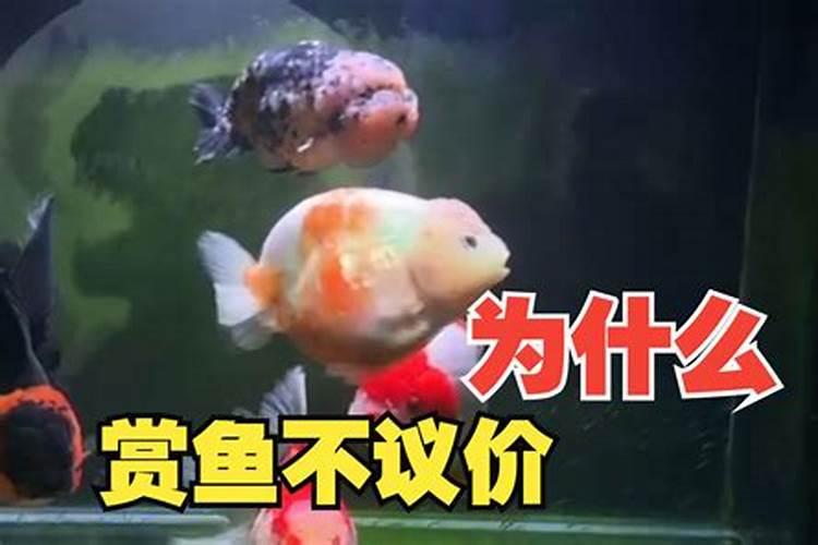 网上卖的桶装鱼蛋白都是真的吗