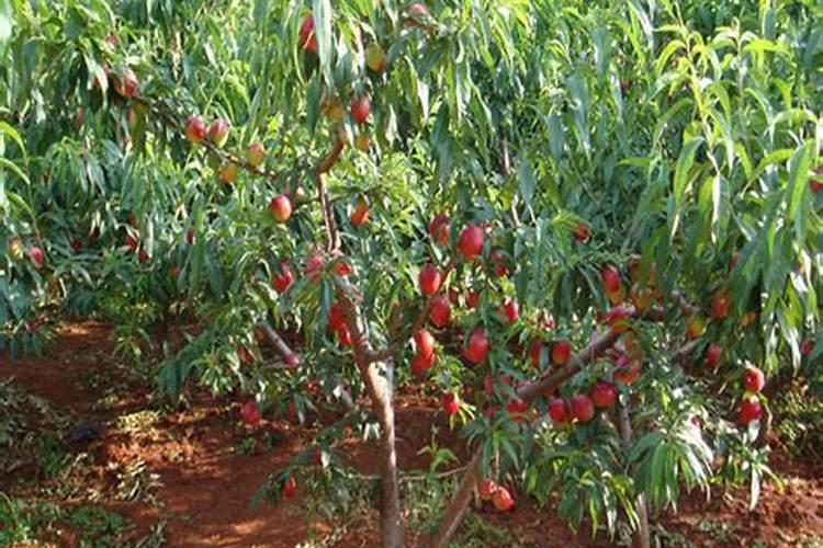 桃树苗种植步骤 桃树怎么施肥好