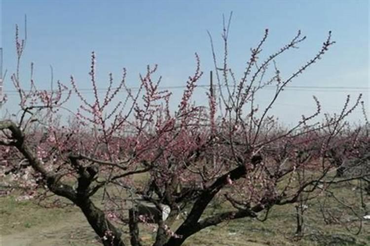 桃树的叶面肥有哪些