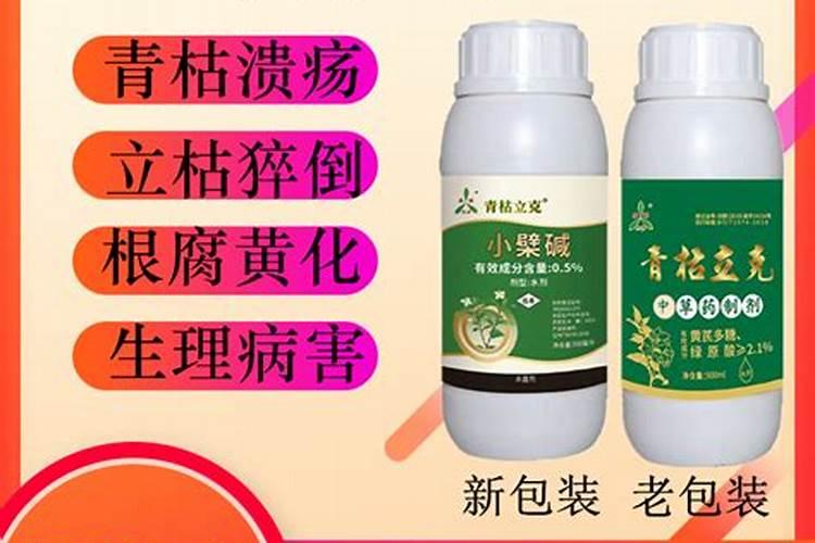 生物农药青枯立克专治大姜茎基腐病(烂脖子病)