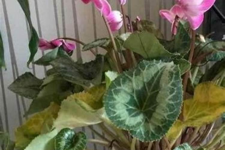 仙客来开花时如何施肥,开花后的处理