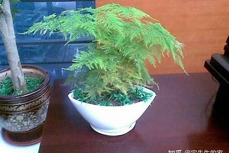 叶子发黄该施什么肥