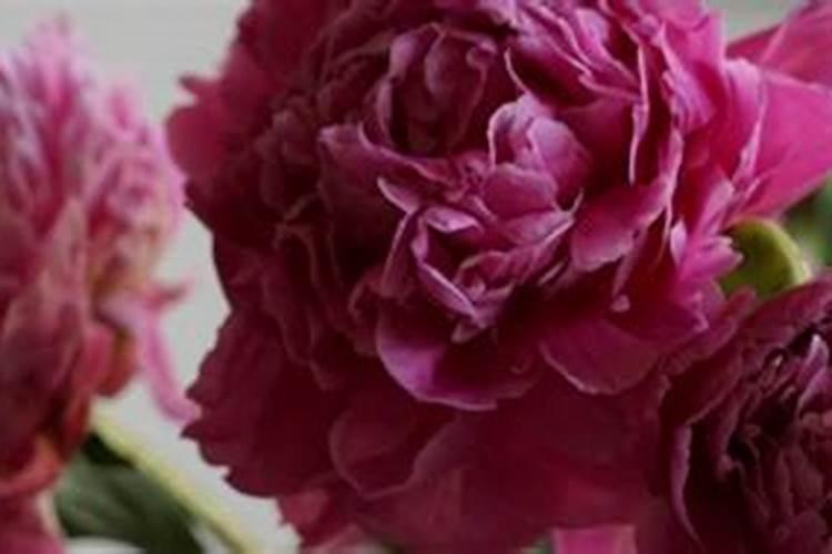 芍药底肥放什么肥好(底肥施用方法)