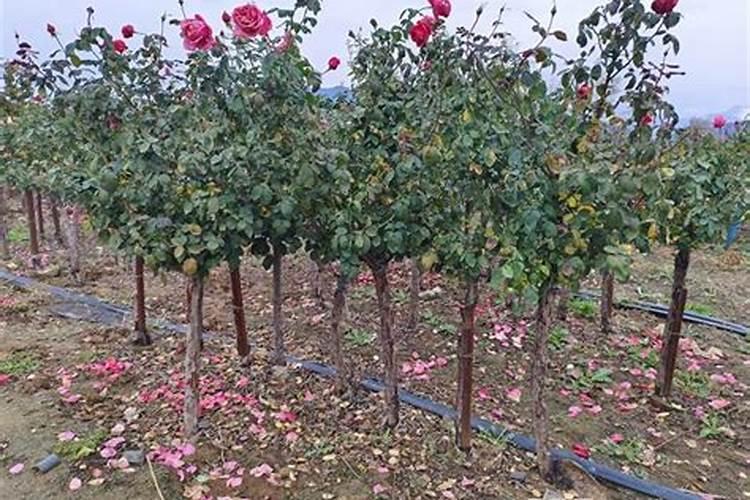 梅雨季节桃树可以施肥吗？