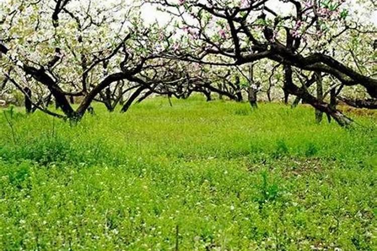 黄杨施什么肥长得快 施肥注意事项有哪些