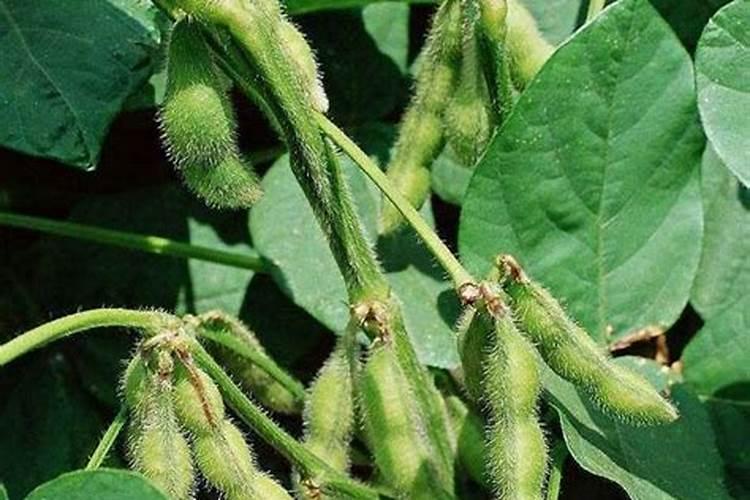 大豆每亩需要氮多少。