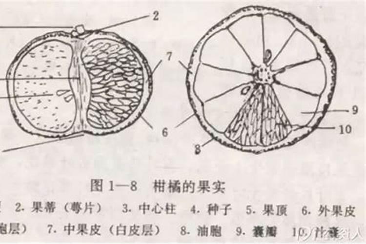 果园后期叶面肥用什么好