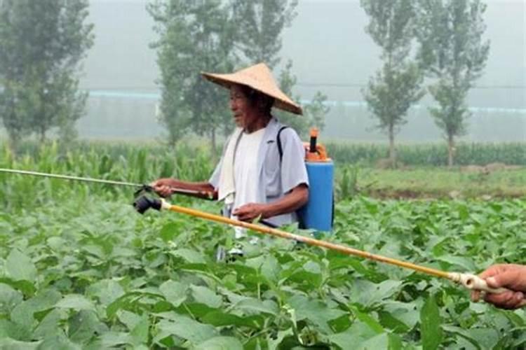 种黄豆能撒硼肥吗