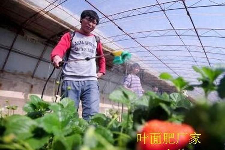 1斤水溶肥兑多少水