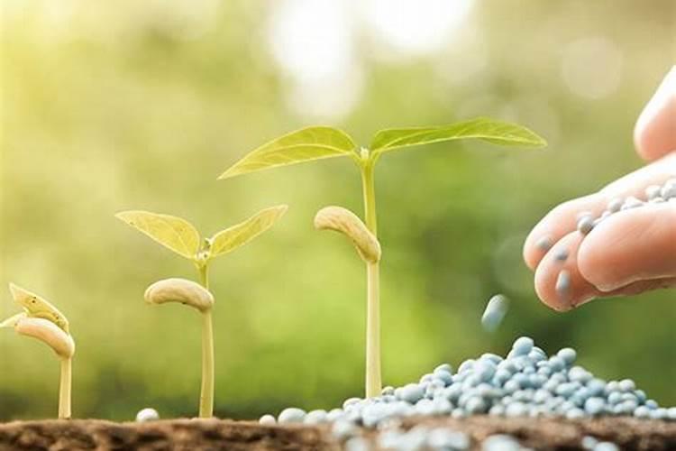 水稻用硅的最佳时间