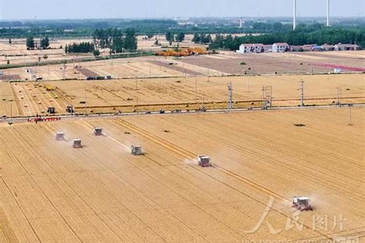 小麦叶面肥什么牌子最好