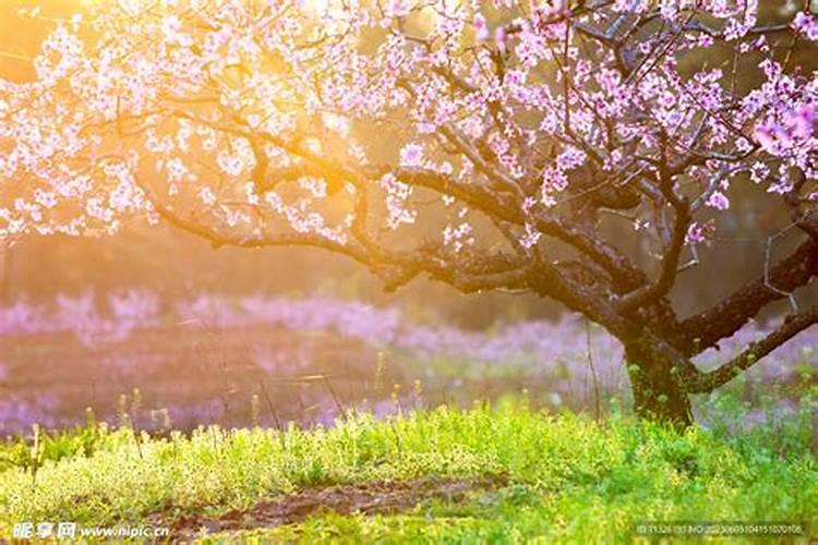 桃树种植全年施肥注意事项？桃树怎么施肥有助于高产？