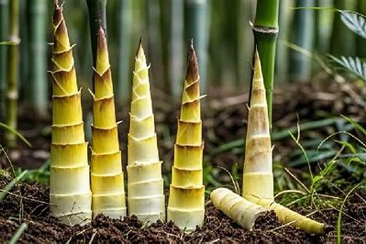 竹笋施肥用什么肥料