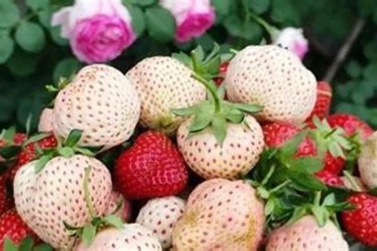 草莓施肥时间和方法