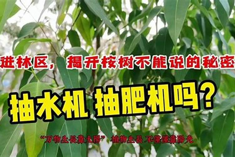 一桶盐开水能把树浇死吗