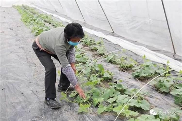 甜瓜授粉15天后冲平衡肥还是高钾肥好？