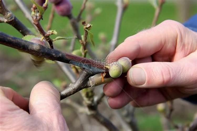 嫁接苹果树成活后能否用磷酸二氢钾？