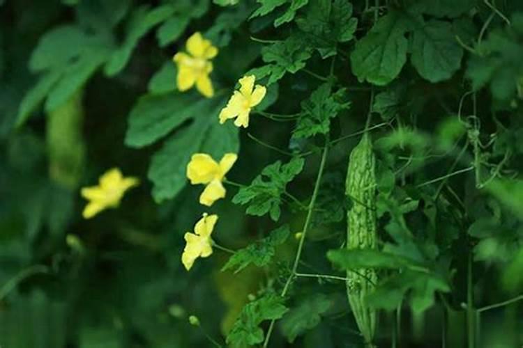 苦瓜最好的肥料是什么？