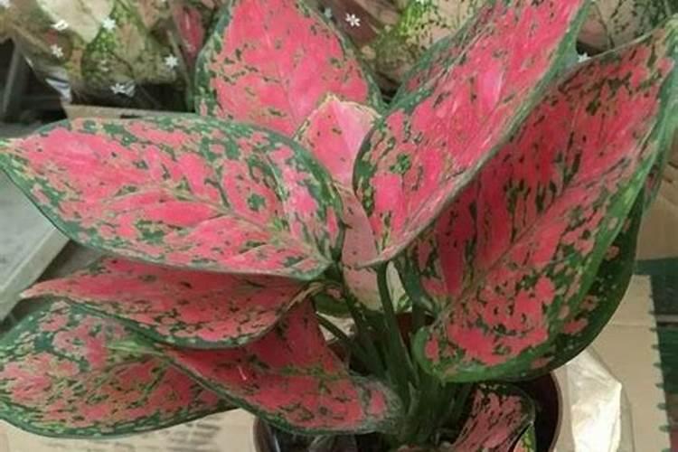 什么是叶面肥料 叶面肥料的作用原理是什么