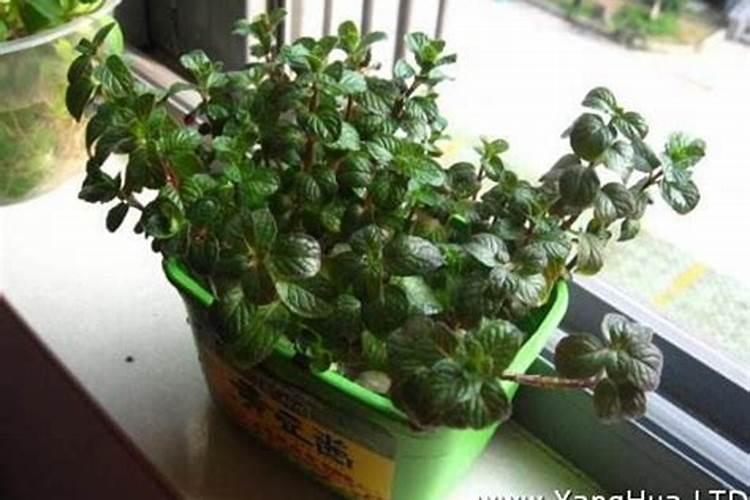 薄荷施什么肥最好
