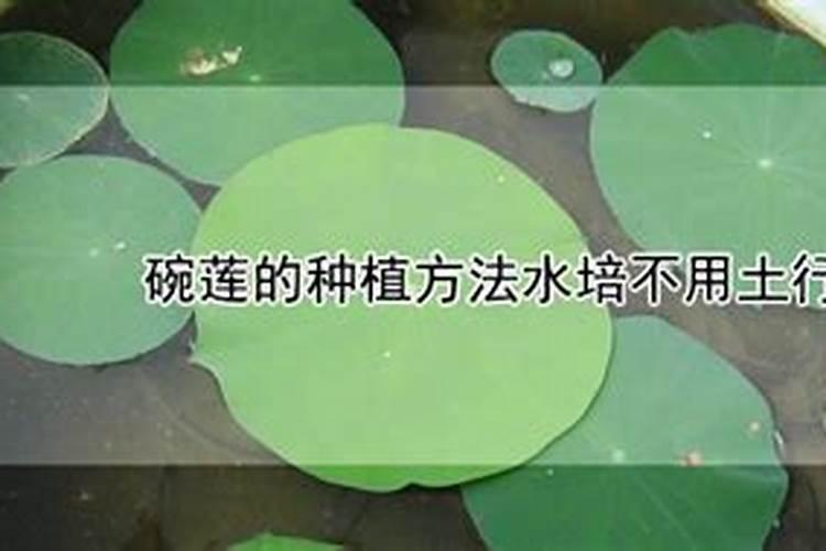 碗莲的营养液怎么自制