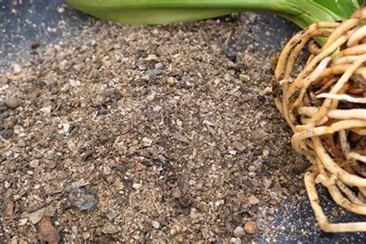 君子兰需要施什么肥