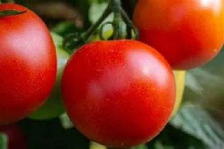 番茄追肥的合适时间是什么时候？