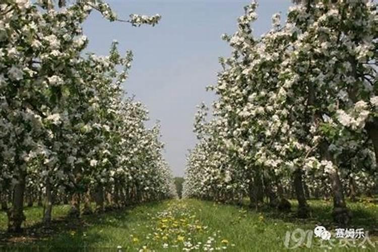 桃树结果时需要施什么肥