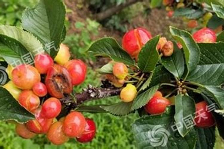 大樱桃后期采摘前需要施什么肥料