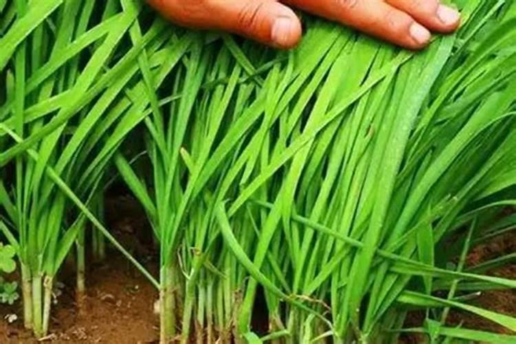 种植韭菜怎么施肥好？